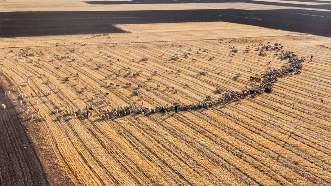 Kavurucu sıcaklar Tuz Gölü'nü kızarttı! Bakteriler cirit atıyor 7
